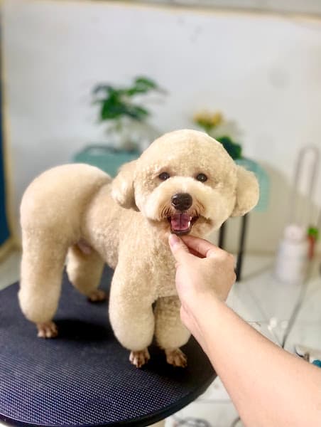 Hình ảnh Phòng khám thú y Maika Pet - Khám chữa bệnh, Spa chó mèo và Petshop - 2