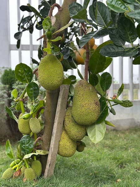 Hình ảnh Nhà vườn - 4