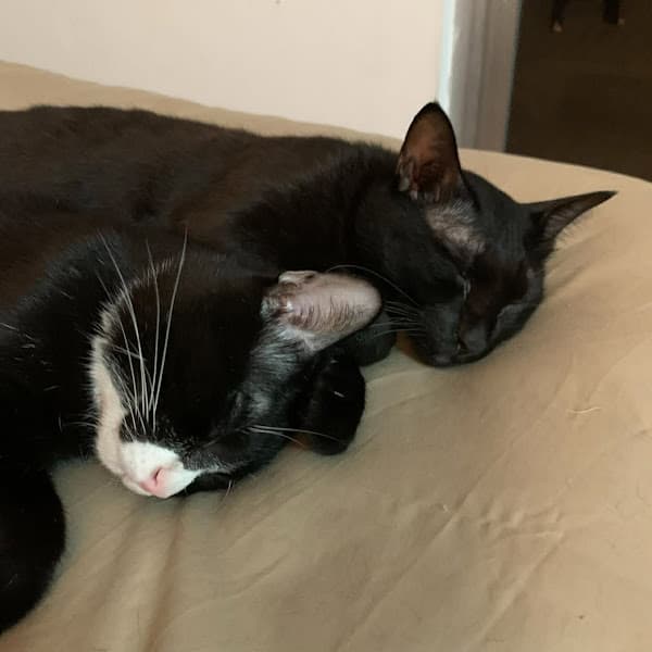 Hình ảnh Phòng Khám Thú Y Rainbow Pet - 4