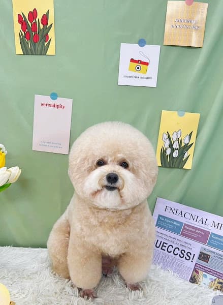 Hình ảnh Chipu Pet - Dịch vụ chăm sóc thú cưng Hải Phòng - 2