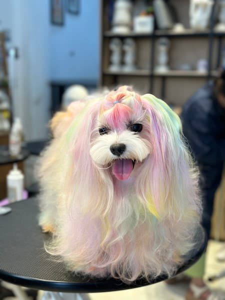 Hình ảnh LynLyn Pet - Cửa Hàng Thú Cưng - 5