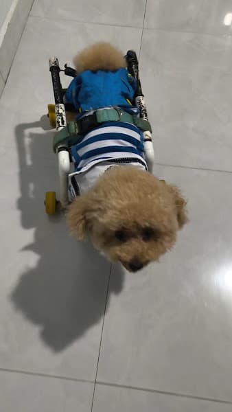 Hình ảnh Phòng Khám Thú Y Hiền Hoà Cơ Sở Long Bình Tân - 3