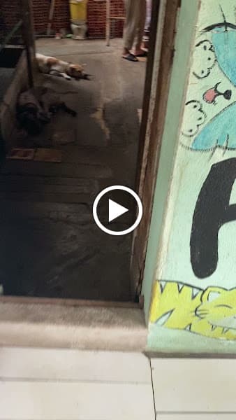 Hình ảnh PET HOUSE - PHÒNG KHÁM THÚ Y 24/7 - 3