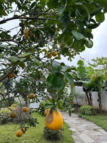 Hình ảnh Nhà vườn - 5