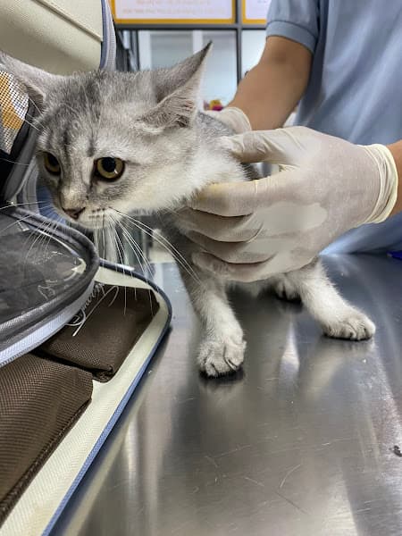 Hình ảnh TruongDung Pet - Phòng khám Thú y Cần Thơ, Grooming, Pet Shop, Pet Hotel | Cấp Cứu Thú Y Xuyên Đêm 24/24 - 2