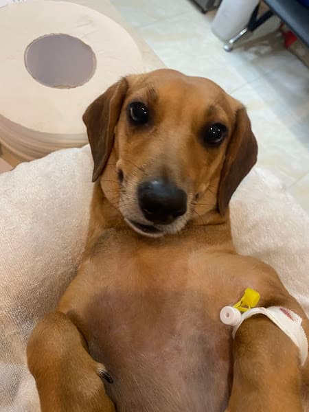 Hình ảnh Phòng Khám Thú Y Pidian Pet Care Bác Sĩ Diễm - 3