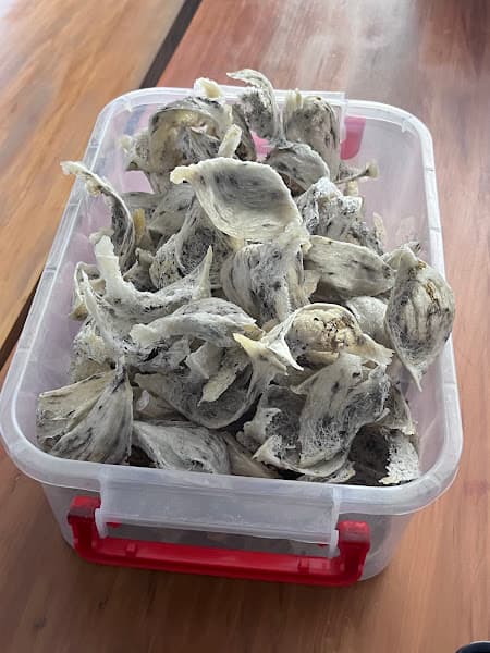 Hình ảnh YẾN SÀO CÙ LAO RÉ ( chuyên cung cấp thiết bị nuôi chim yến & Yến Sào ) - 3