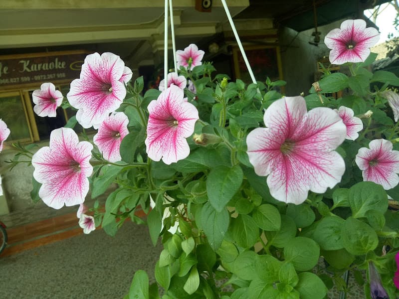 Hình ảnh Cafe. Karaoke hương ngàn - 3