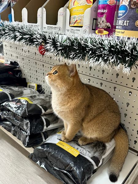 Hình ảnh Mocii Pet - Pet Shop, Spa Thú Cưng - 2