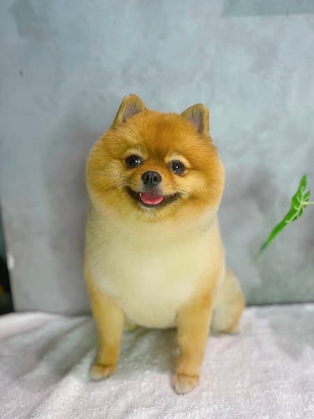 Hình ảnh Spa thú cưng Mego spa and grooming ( cắt tỉa lông chó mèo Hóc Môn và quận 12) - 2