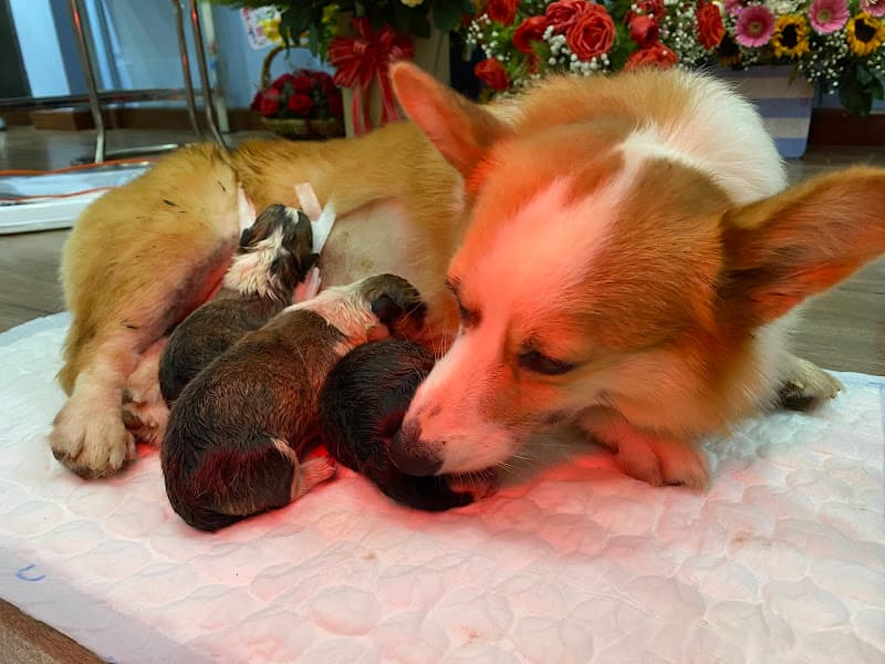 Hình ảnh Thú Cưng Blue Petcare Buôn Ma Thuột - 2