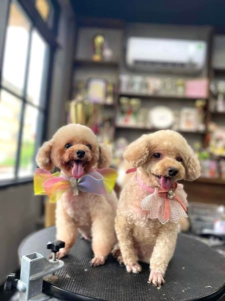 Hình ảnh Pupu Pet Spa & Hotel - 2