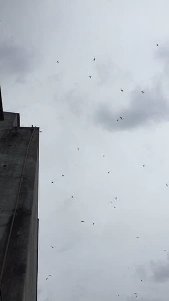 Hình ảnh Yến Sào Ông Chiến Bà Mười - 3