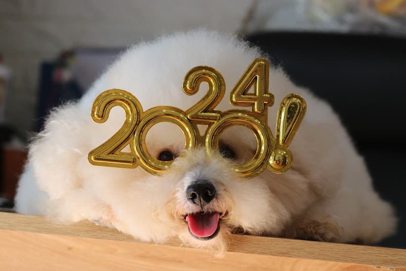 Hình ảnh CỪU PETSHOP - 5