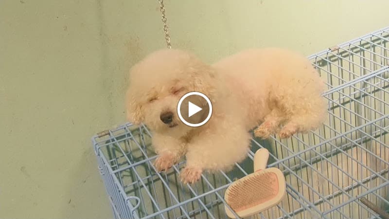 Hình ảnh Bệnh viện thú y Quận - 3