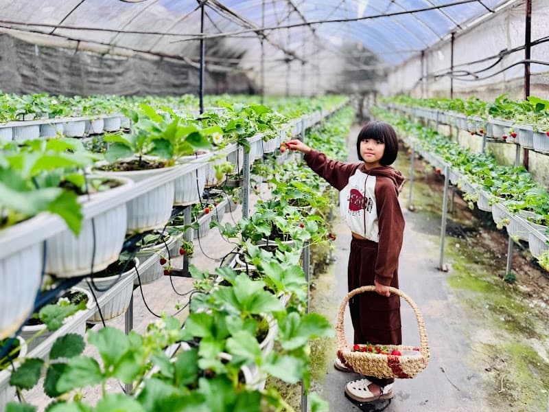 Vườn Dâu B-Farm Đà Lạt