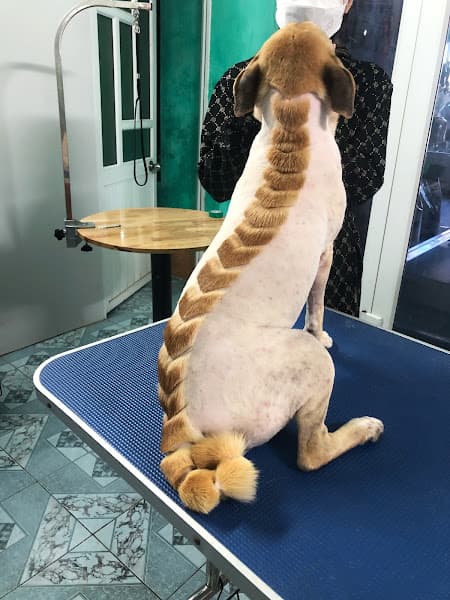 Hình ảnh Phòng Khám Thú Y Thuỷ Nguyên - 9