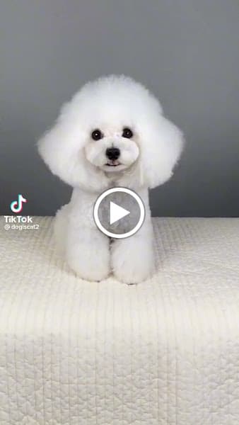 Hình ảnh Phòng Khám Thú Y Pet Cộng - Chi nhánh Khoái Châu - 5