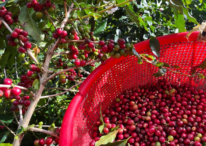 Hình ảnh Bamboo Bob - 3