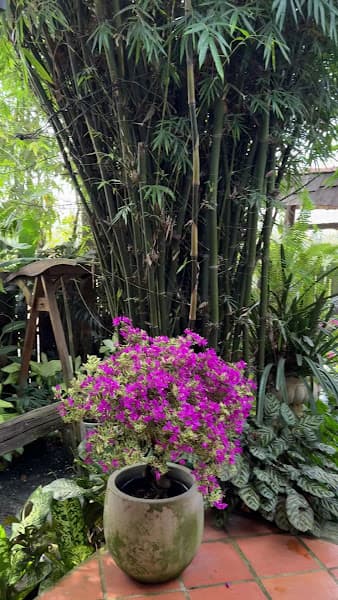 Hình ảnh Nhà Của Mây Homestay - 3