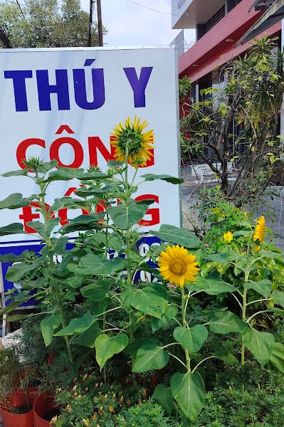 Hình ảnh Thú Y Cộng Đồng - 3