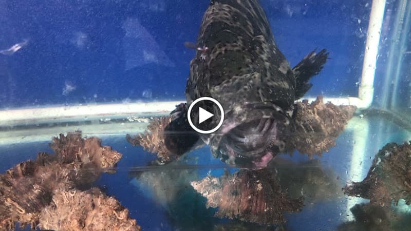 Hình ảnh Nhà Hàng Linh Anh - 5