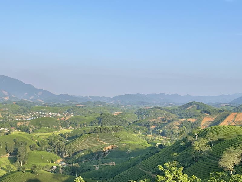 Hình ảnh Đồi Chè Long Cốc - 3