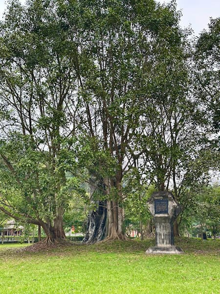 Hình ảnh Cây đa Tân Trào - 5