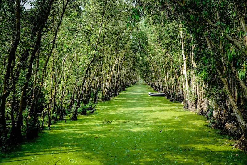 Hình ảnh Rừng Tràm Trà Sư - 3