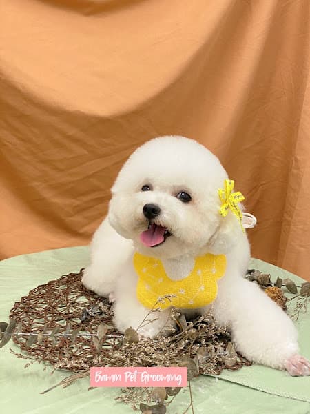 Hình ảnh Bamin Pet Home ( Đào tạo học viên, Cắt tỉa lông, spa thú cưng uy tín Cần Thơ ) - 2
