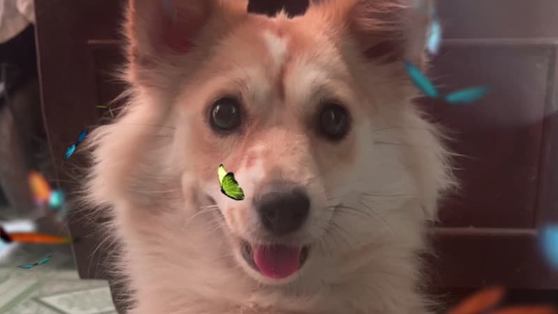 Hình ảnh phòng khám thú y Thanh Hưng - Long Xuyên - 2