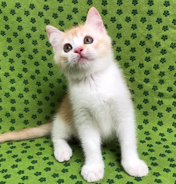 Hình ảnh Phòng Khám Thú Cưng Fido Pet - 5