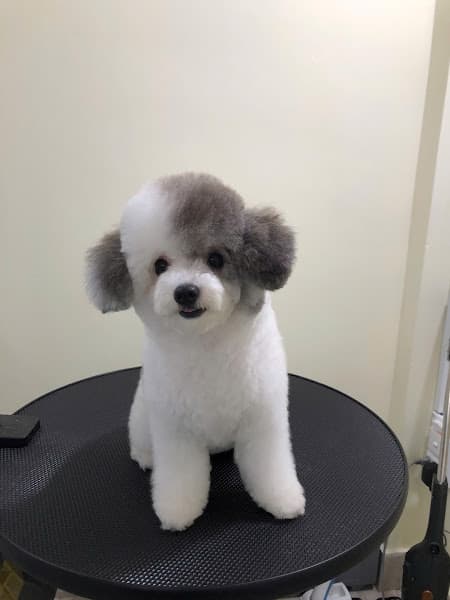 Hình ảnh PUMI Petshop - 2