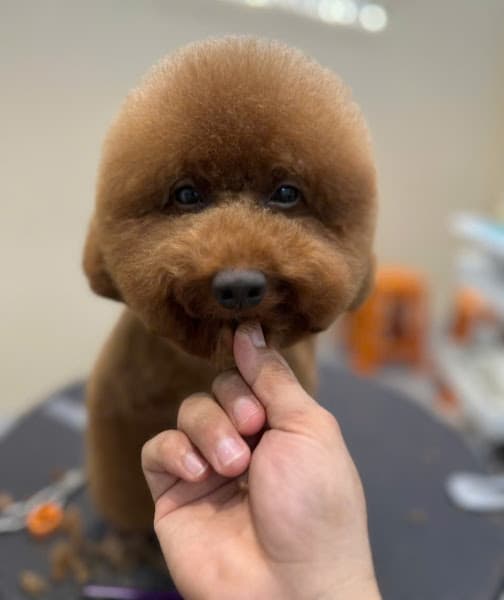 Bông Pet- Dịch Vụ Tắm Vệ Sinh Cắt Tỉa