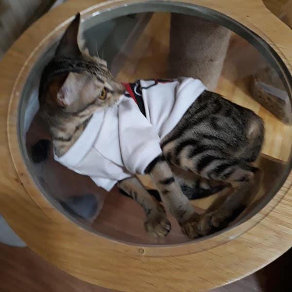 Hình ảnh NEKO trà sữa - coffee - 3