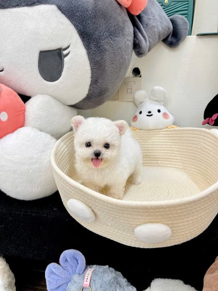 Shop Thú Cưng Sài Gòn