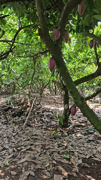 Hình ảnh Ca cao Tà Lài - 3