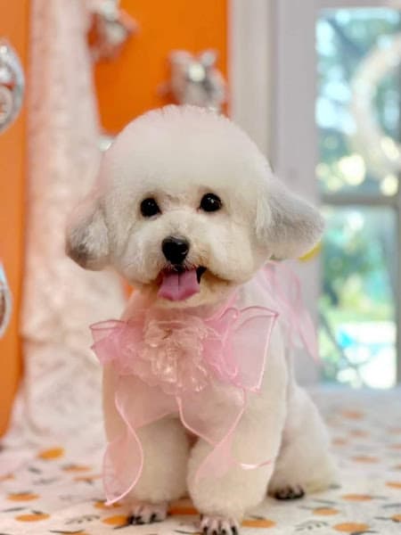 Hình ảnh PetNow - Shop & Spa Thú Cưng - 4