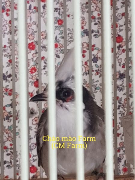 Hình ảnh Chào mào farm: Trại chim chào mào đột biến sinh sản. - 4