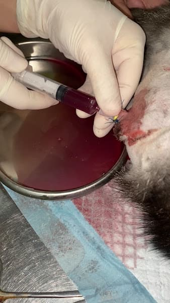 Hình ảnh Phòng Khám Thú Y Mypet Hải Phòng - 4