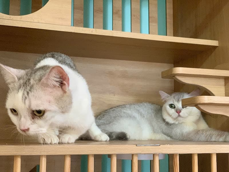 Trông Giữ Chó Mèo HCM