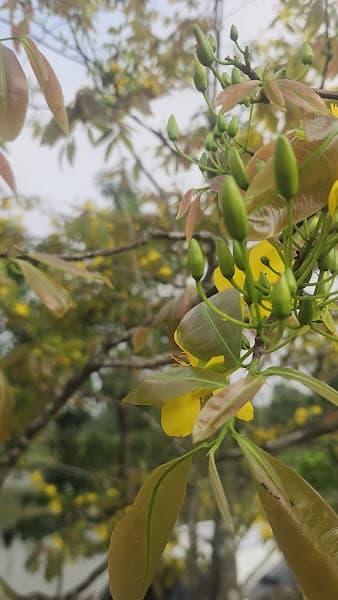 Hình ảnh Nem lụi huế - bánh tráng cuốn thịt heo - 2