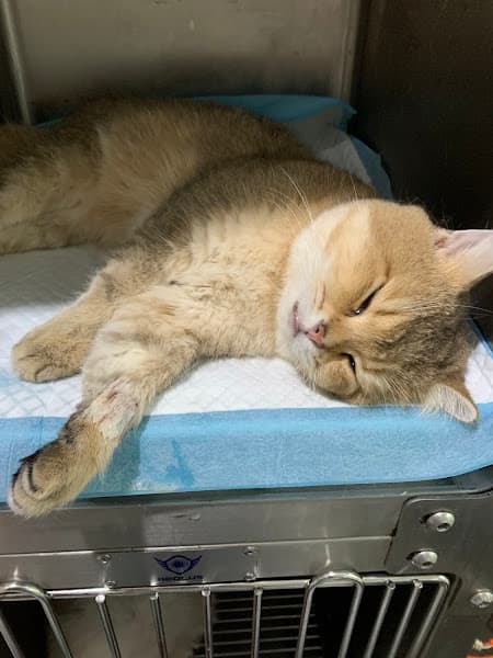 Hình ảnh Phòng Khám Thú Y Ecovet - 2