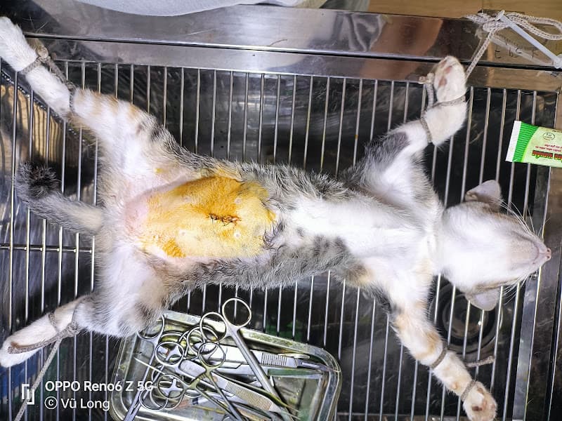 Hình ảnh Thú Y Long Tuyền - 3