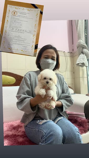 Hình ảnh DT PET thú cưng - 3