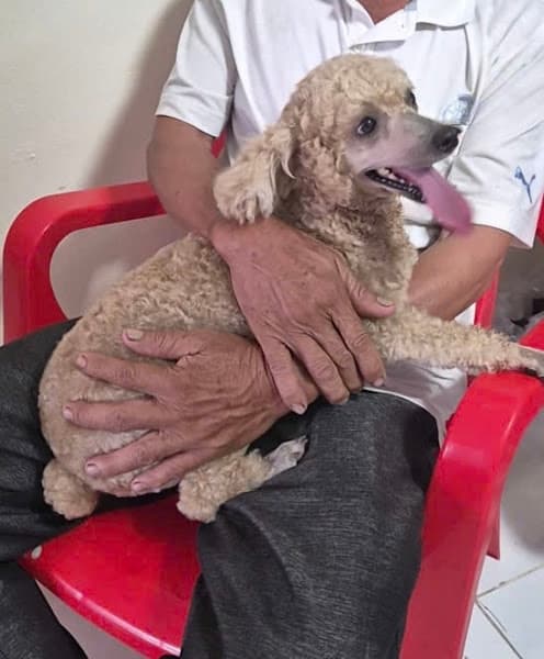 Hình ảnh Thú Y 9B Cái Ngang - 2