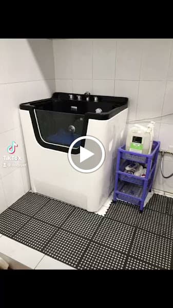 Hình ảnh DollyPet – Spa thú cưng ,Tắm cắt tỉa chó mèo Long Biên | Tắm cắt tỉa chó mèo - 5