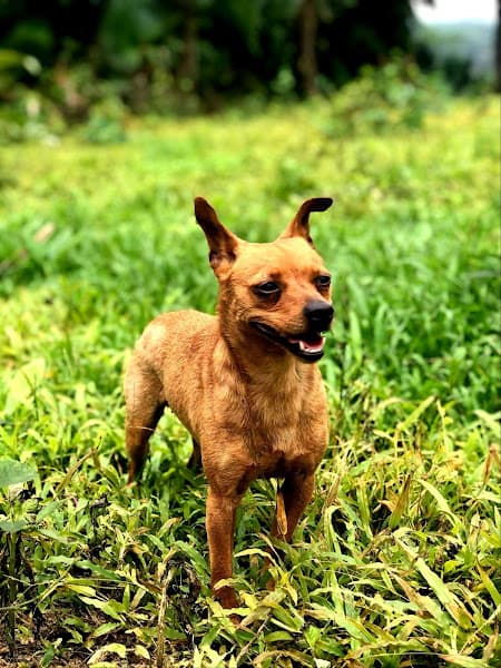 Chăm Sóc Thú Cưng HI PET