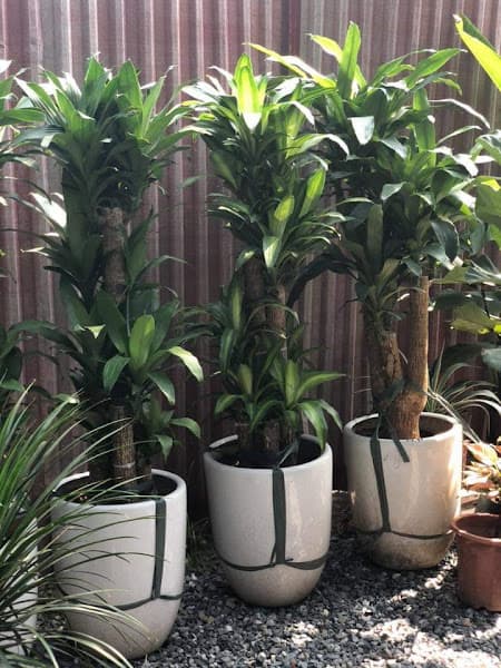 Hình ảnh Vườn Ươm SunShine Cafe - 3