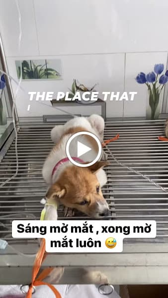 Hình ảnh Phòng Khám Thú Y Babu Pet - 3